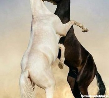 عکس دوتا اسب عاشق