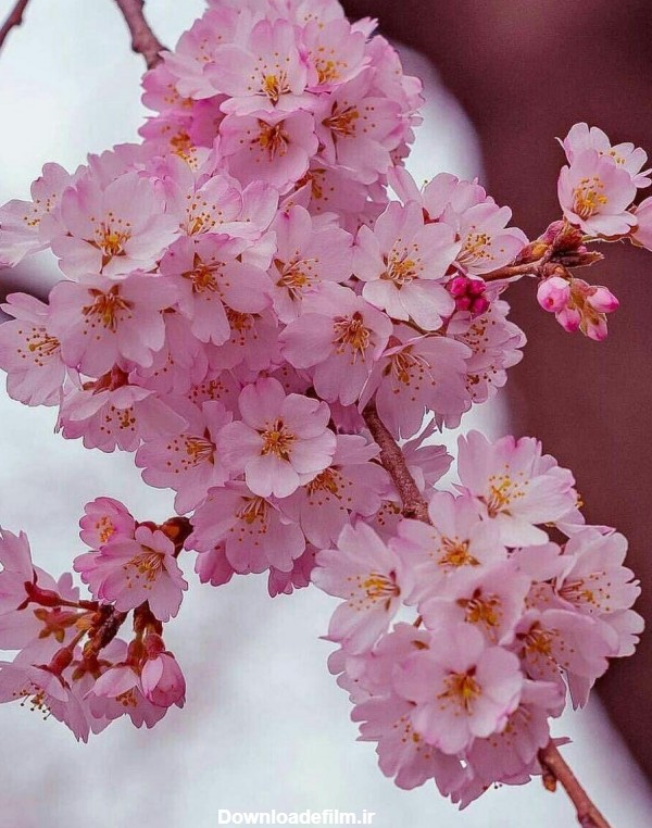عکس طبیعت شکوفه بهاری