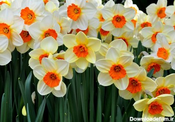 والپیپر زیبا از گلهای نرگس wallpaper of daffodils flower
