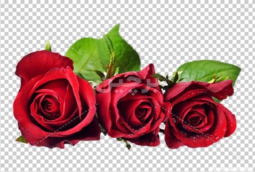 Borchin-ir-three red Rose flower free photo_png دانلود عکس گل رز قرمز۲