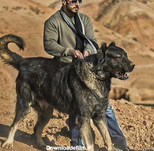 عکس سگ افغان