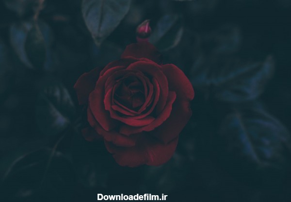عکس گل رز قرمز خوشکل با زمینه مشکی برای تصویر زمینه