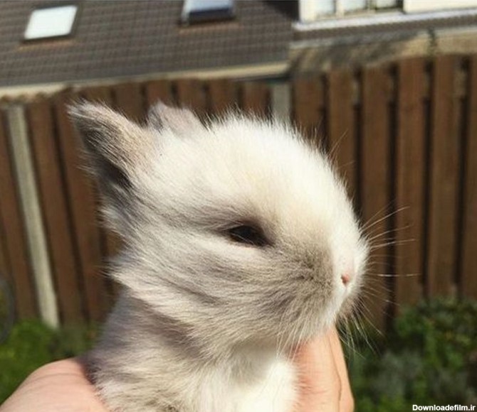 خرگوش مینیاتوری چیست؟ آموزش نگهداری خرگوش مینیاتوری (+عکس)