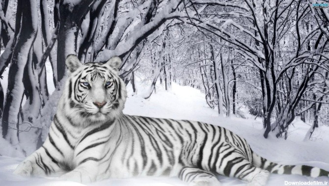 White Siberian Tiger Wallpapers - Wallpaper Cave