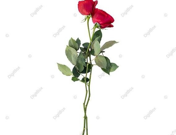 عکس گل-رز-قرمز-طبیعی-دیجیت باکس - DigitBox