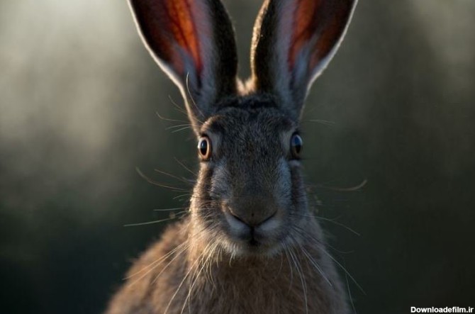 عکس | رویارویی خرگوش با دوربین در عکس روز نشنال جئوگرافیک - خبرآنلاین