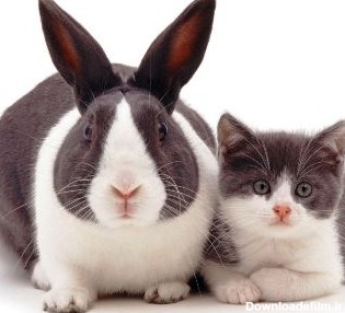 تصاویر جالب از گربه‌ها و خرگوش‌های کاملا همشکل