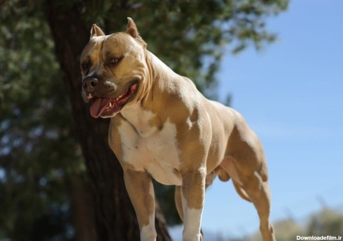 معرفی ۱۰ نژاد سگ عضلانی فوق العاده قدرتمند