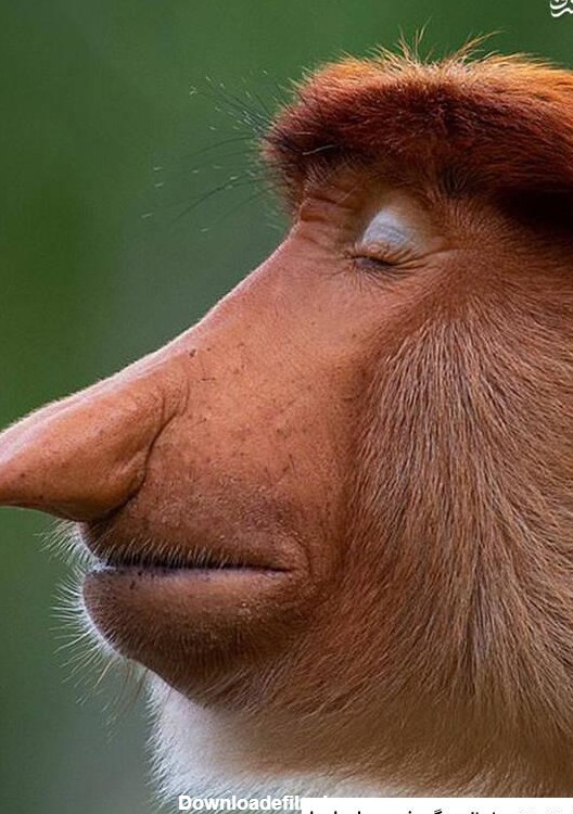 عکس میمون حیوانات ❤️ [ بهترین تصاویر ]