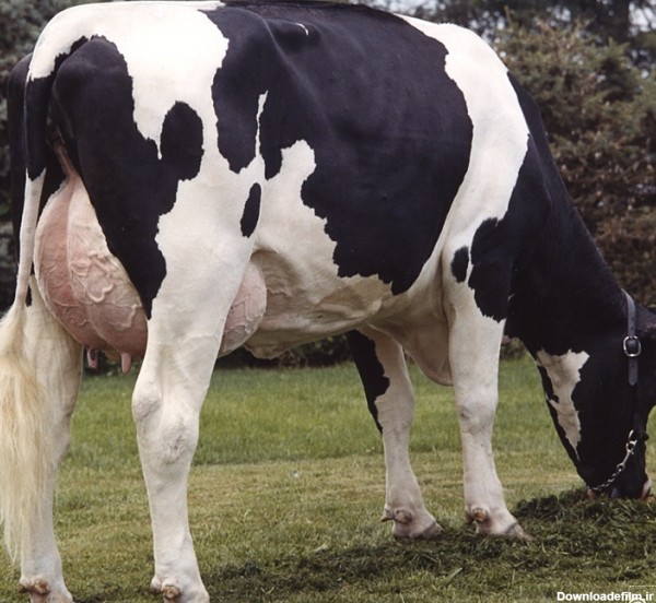 تصاویری از گاو های شیری و شیر دوشی