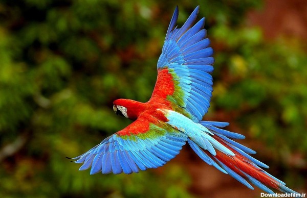 عکسهای باکیفیت از طوطی های رنگارنگ