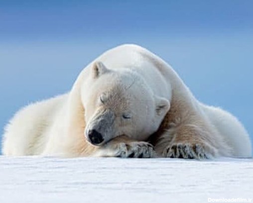 عکس/خواب عمیق خرس قطبی