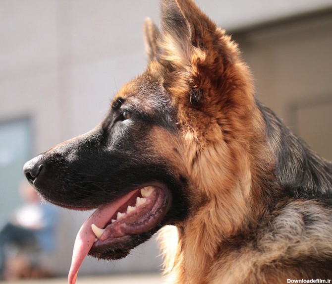 خرید سگ ژرمن سگ نگهبان و سگ خانگی اصیل | درج آگهی رایگان|ثبت آگهی ...