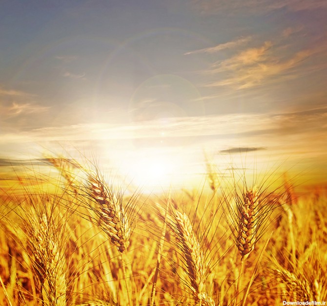 عکس خوشه های گندم در غروب خورشید - مسترگراف
