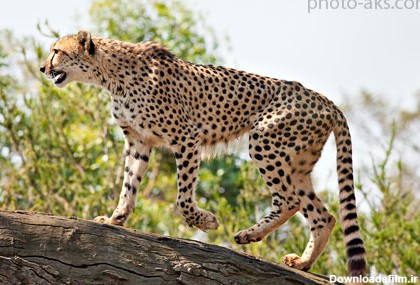 یوزپلنگ آسیایی asian cheetah