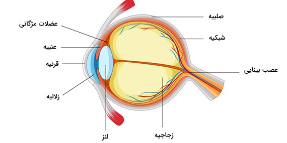 چگونه میبینیم ؟ — آناتومی و عملکرد چشم به زبان ساده – فرادرس - مجله‌