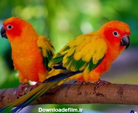 عکس پرنده های زیبا و تماشایی سراسر جهان