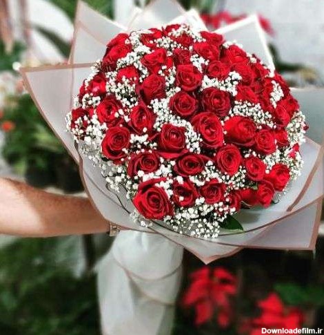 یک شاخه گل رز قرمز قیمت a1483 09129410059- ارسال دسته گل در ...