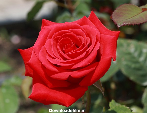 مجموعه تصاویر گل رز زیبا برای پروفایل (جدید)