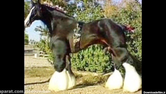 بزرگترین اسب در جهان