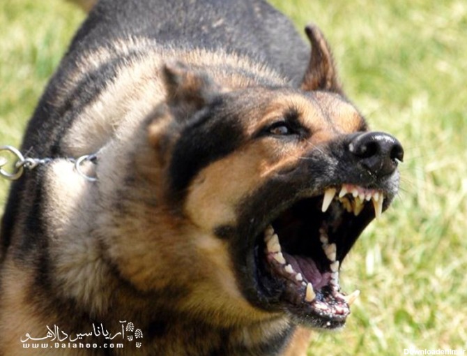 نقطه ضعف سگ | مقابله با حمله سگ‌ها در طبیعت