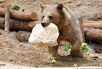 یک خرس قهوه ای در حال خوردن نان است