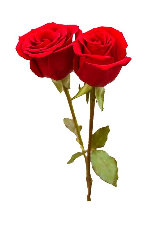 طرح باکیفیت شاخه گل های رز قرمز | تیک طرح مرجع گرافیک ایران