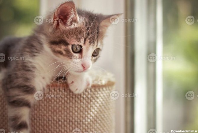 دانلود عکس بچه گربه ناز و کنجکاو در حال بازی و نگاه کردن به اطراف ...