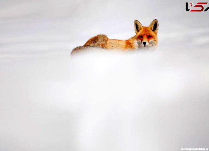 شکار لحظه شگفت انگیز یک روباه قرمز در برف +عکس
