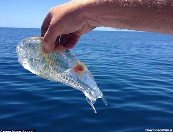 شکار یکی از عجیب‌ترین ماهی‌های جهان - همشهری آنلاین