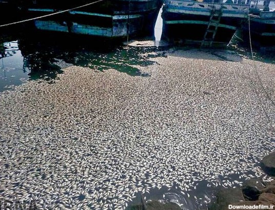 مرگ 3 تن ماهی ساردین در دریای عمان