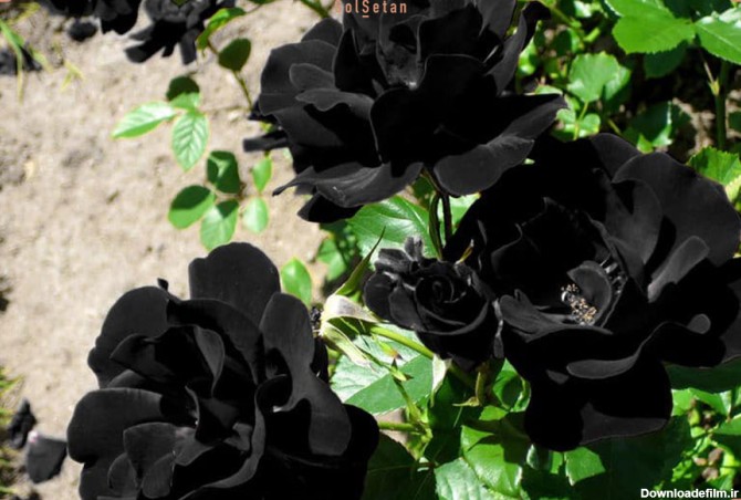 روش تولید گل رز سیاه و معنی و نماد آن |گُل‌سِتان