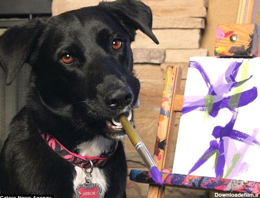 عکس: نقاشی های خارق العاده یک سگ