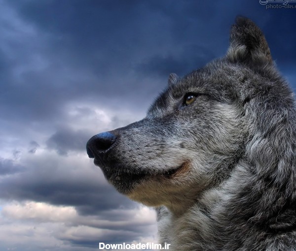 عکس های زیبای گرگ ها best photo of wolfs