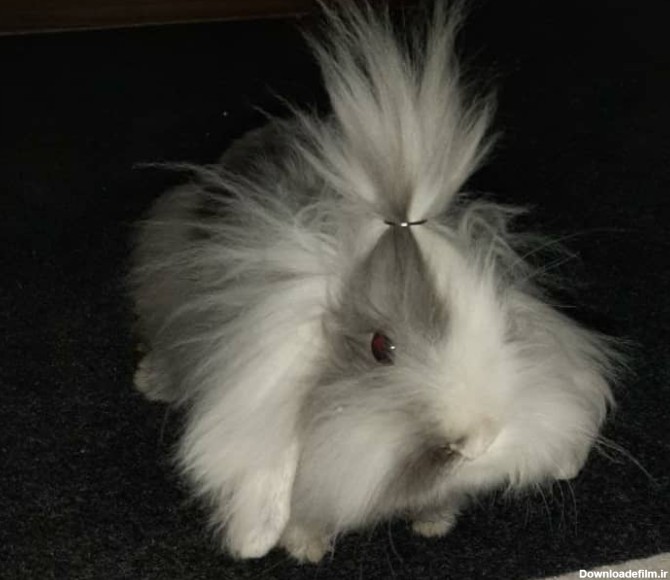 خرگوش لوپ با تراکم موی بالا – Gem Pixle