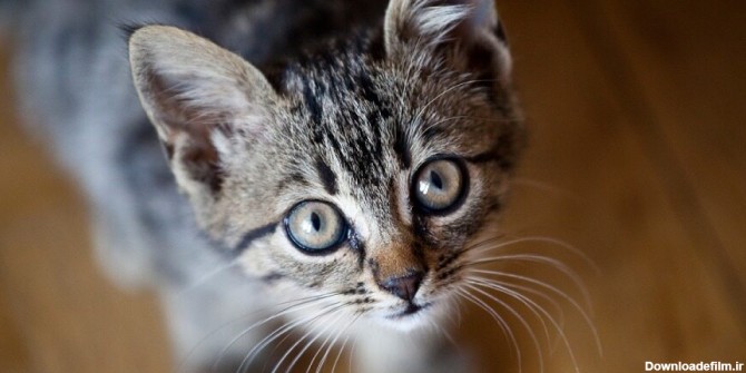 گران ترین نژاد های گربه در جهان را ببینید