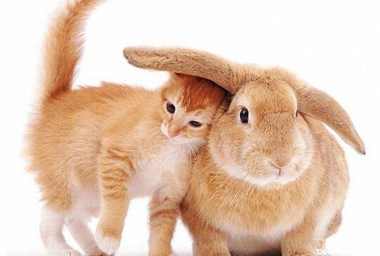 خرگوش و گربه - عکس ویسگون