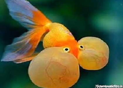 چشم های عجیب و غریب یک ماهی! + عکس