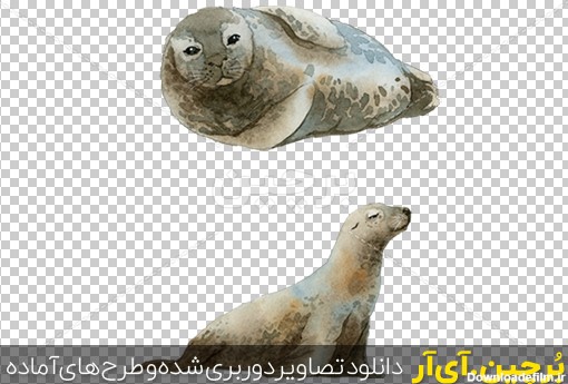 Borchin-ir-seal sea animals عکس شیر دریایی فوک حیوانات دریایی png2