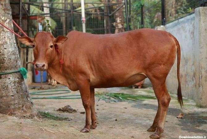کوچک‌ترین گاو دنیا کجا پیدا می‌شود؟/ عکس