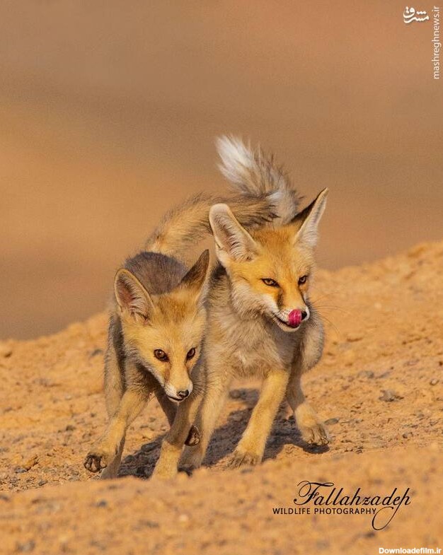 توله‌های بازیگوش روباه در یزد+ عکس - مشرق نیوز