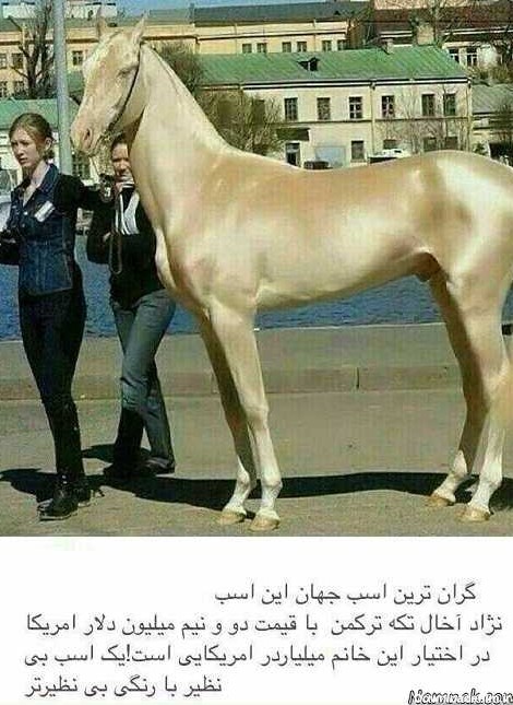 گرانترین اسب دنیا با قیمت 2.5 میلیون دلار + عکس