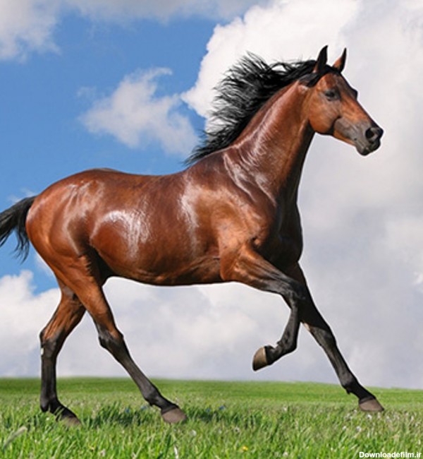 نژادهای اسب ایرانی