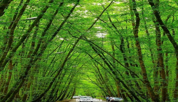 نمایی زیبا از توتل جنگلی گیسوم در تالش + تصاویر