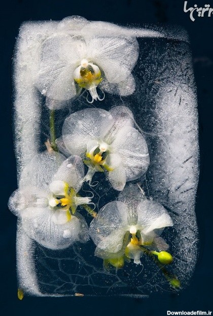 گل های یخ زده بسیار زیبا (+عکس)