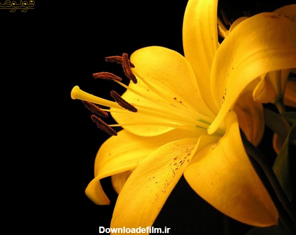 تصویر گل لیلیوم زرد