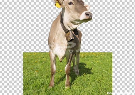 عکس png گوساله در مزرعه و زنگوله در گردن آن | بُرچین – تصاویر ...
