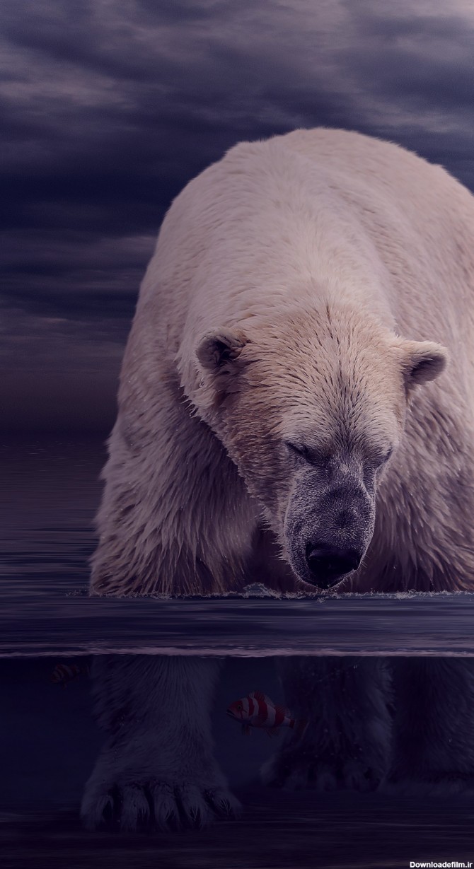 عکس زمینه خرس قطبی در حال شکار ماهی زیر آب پس زمینه ...