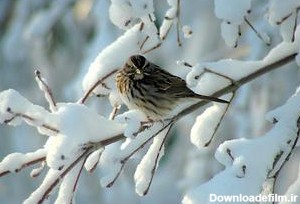 پرندگان را در زمستان برفی دریابیم :: آوای طبیعت