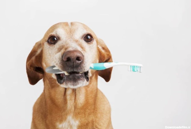 5 حقیقت جالب در مورد دندان سگ ها - پت شاپ آنلاین سیناوت | Sinavet